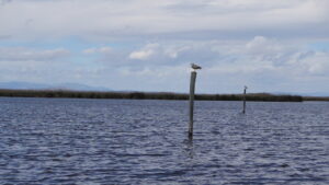Laguna de la Albufera de Valencia
