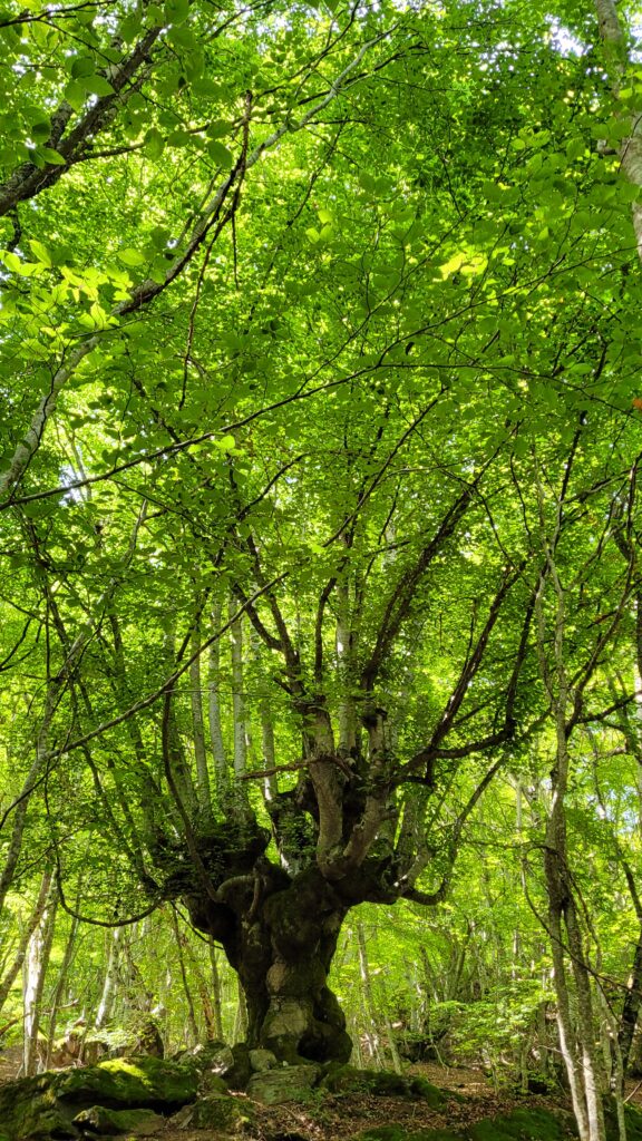 Bosque de Carlac