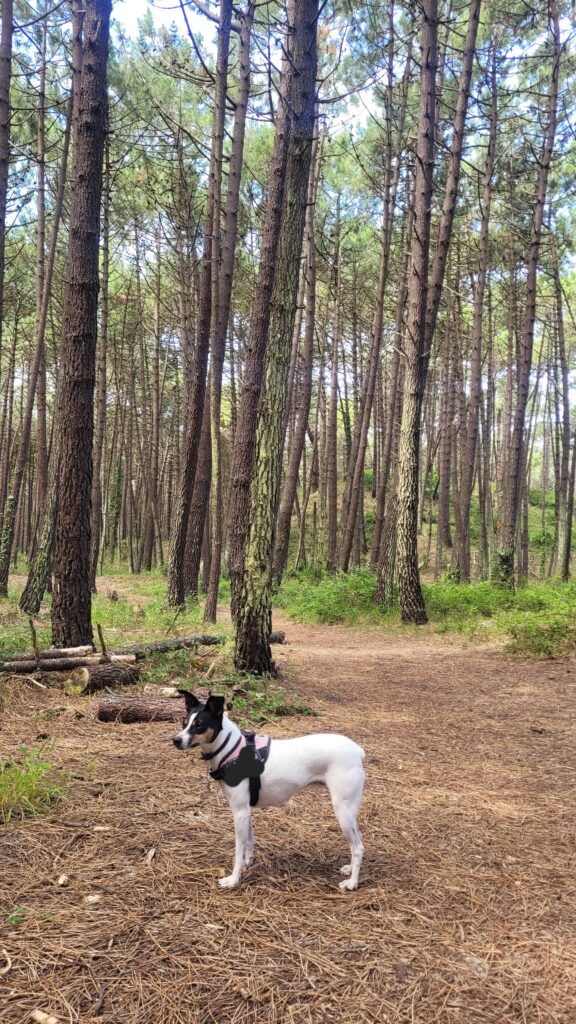 Pinares de Liencres