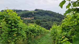 Ruta por los viñedos de Sasbachwalden